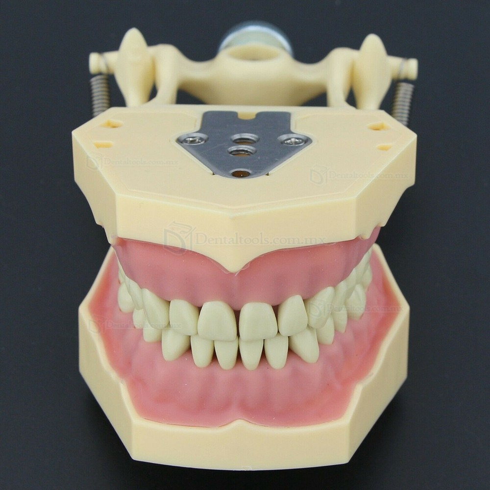 Fantoma Modelo de Práctica Dental compatible con Frasaco AG3 Typodont